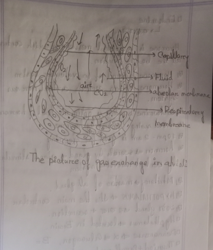 Attachment The picture of gas exchange in alveoli .jpg