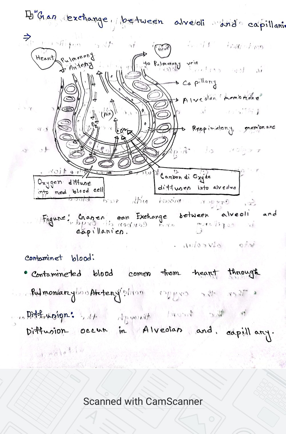 Attachment anatomy 