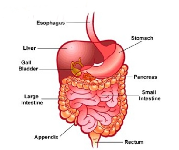 Attachment digestivesys.jpg